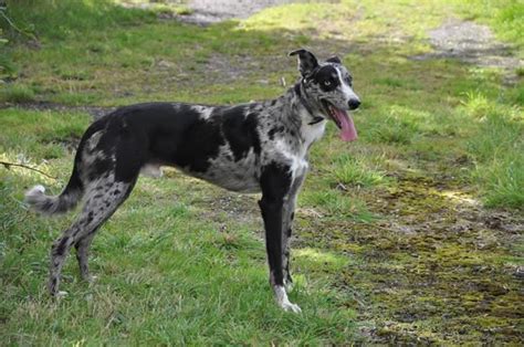 Catahoula Greyhound Mix: A Fascinating Blend