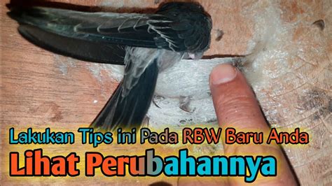 Tips Ampuh Meningkatkan Populasi Koloni Burung Walet Rbw Baru On Youtube