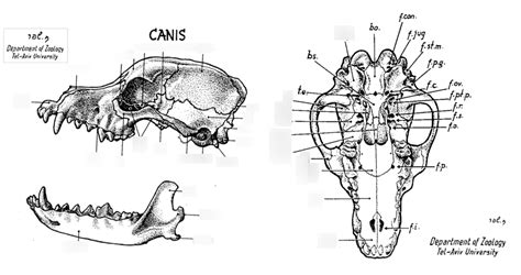 Canine Skull Diagram Quizlet