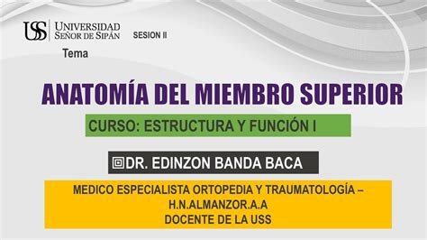 Anatomía del Miembro Superior Katmedicina uDocz