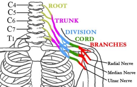 Brachial Plexus Flashcards Quizlet