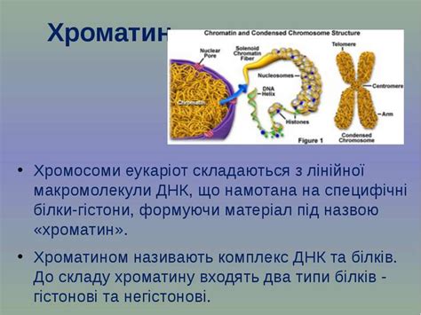 Хромосома - презентація з біології
