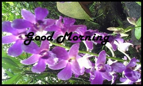 Love Good Morning Flower