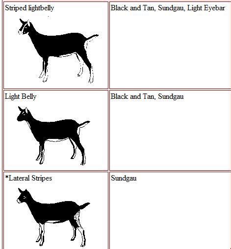 Coat Patterns Coat Patterns Goats Nigerian Dwarf