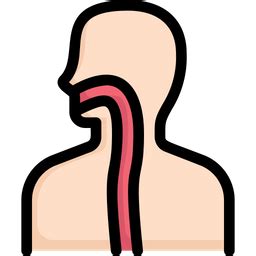 Free Esophagus Icon of Colored Outline style - Available in SVG, PNG ...