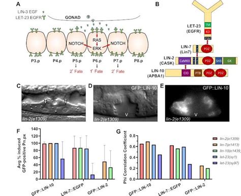 Lin 10 And Lin 7 Promote Vpc Cell Fate Induction Independently Of Their