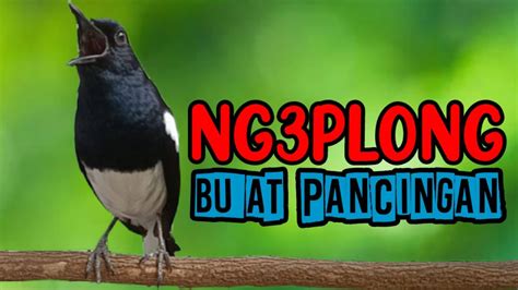 Kicau Suara Pancingan Kacer Ngeplong Gacor Mantap Untuk Masteran Kacer