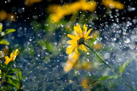 Raindrop On Flower Wallpaper Hd