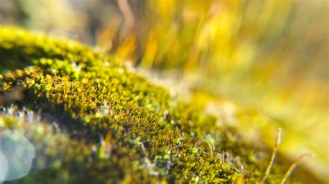 Free Images Nature Outdoor Light Blur Growth Field Lawn Meadow