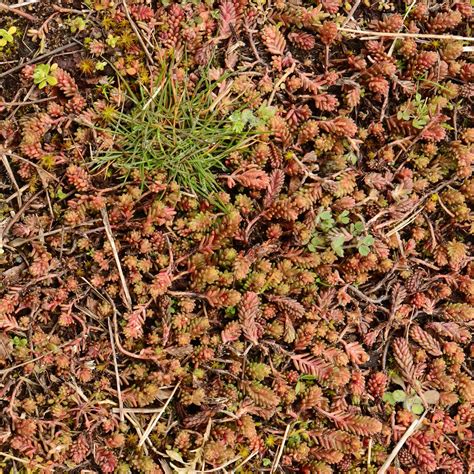 Tasteless Stonecrop Sedum Sexangulare