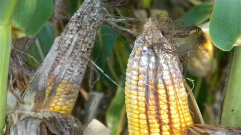 Dangerous Corn Ear Rots Fusarium Effects And Disease Control