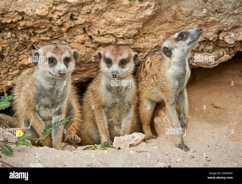 Meerkat Or Suricate Suricata Suricatta Kgalagadi Transfrontier Park