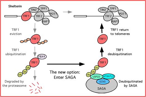 The Saga Continuesto The End Molecular Cell