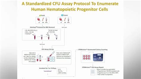 Optimization And Standardization Of The Colony Forming Unit Assay For Hematopoietic Progenitor