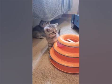 Котята играют, уже выбрали себе любимую игрушку 😊 #котята - YouTube