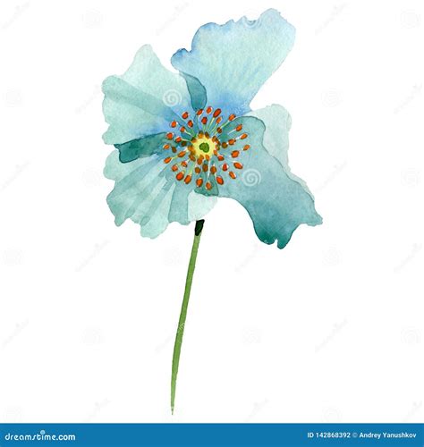 Turquoise Poppy Floral Botanical Flower Watercolor Background