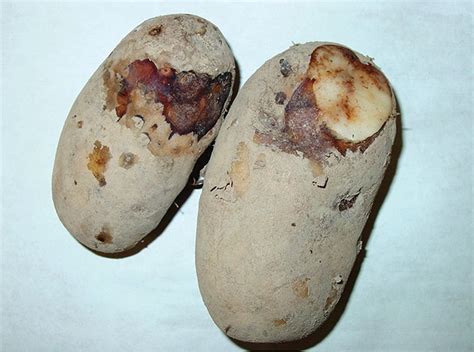 Potato Late Blight Ever Present Disease Be Profy In Potatoes News