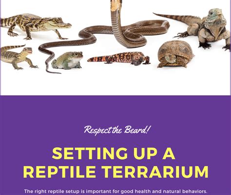 Setting Up a Reptile Terrarium - 2 Paws Up Inc. | Pet Sitting, Dog Walking