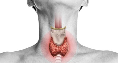 What You Must Know If Youve Had Your Thyroid Removed Liver Doctor