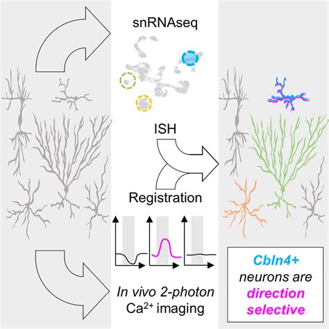 Mapping Visual Functions Onto Molecular Cell Types In The Mouse