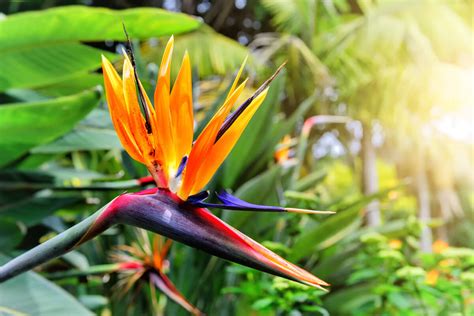 Planta ave del paraíso características y cuidados Mejor con Salud