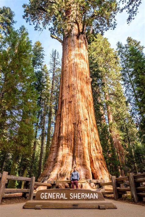 Plantar árboles Grandes Cuáles Son Los árboles Más Altos Que Se