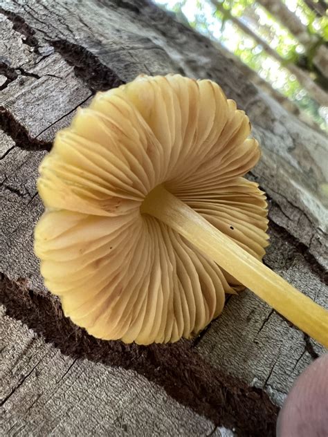 Common Gilled Mushrooms And Allies From Pointer Mountain NSW AU On