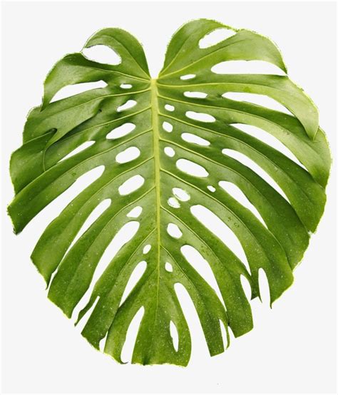 A Piece Of Monstera Leaf Transparent Plant Vector Transparent