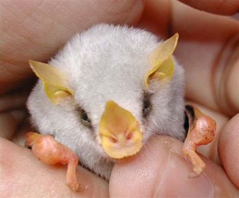 Cotton Balls or Honduran White Bats? - Baby Animal Zoo