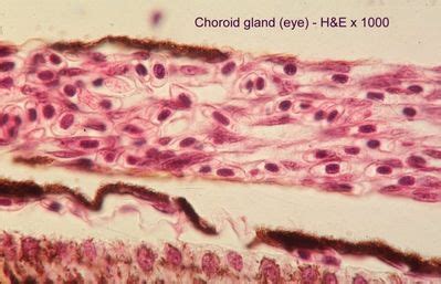 Histology Of Choroid Of Eye