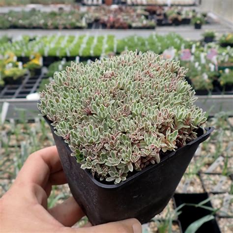 Crassula milfordiae cv variegata dw Uhlig Kakteen Über 5000