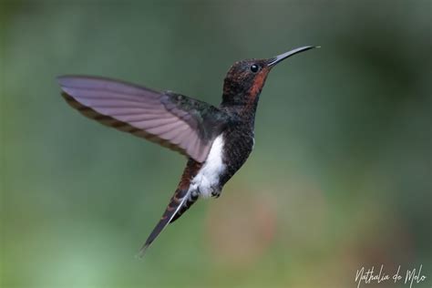 Beija Flor Preto Florisuga Fusca Black Jacobin Flickr