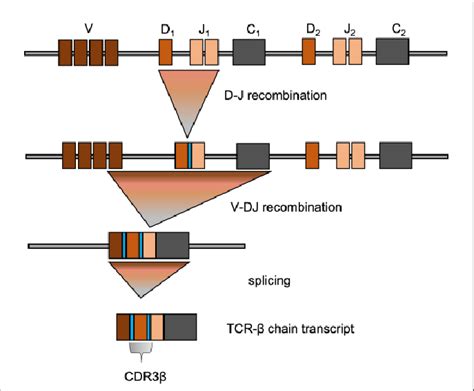 TCRβ gene rearrangement and structure Overview of V D J recombination