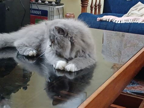 2 persian cats for sale. – Mykitten Breeder Community