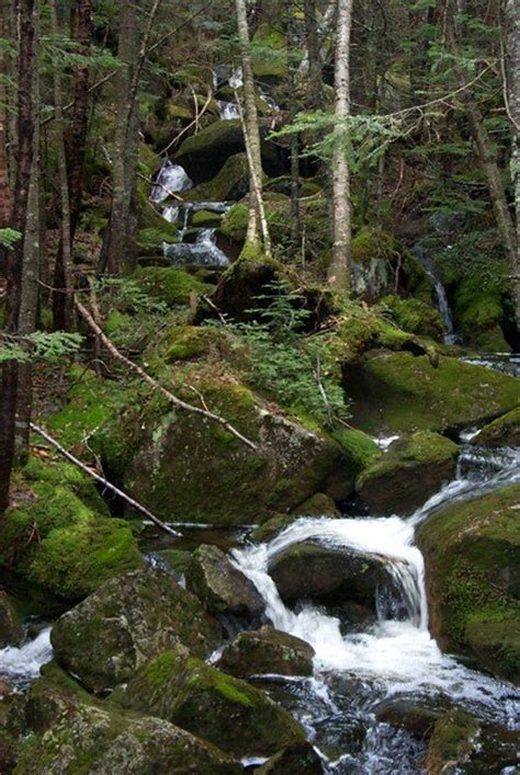 Boreal Forest: Herbivores In The Boreal Forest