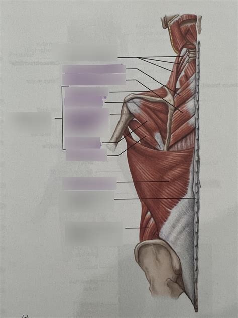 Scapular Muscles Diagram Quizlet