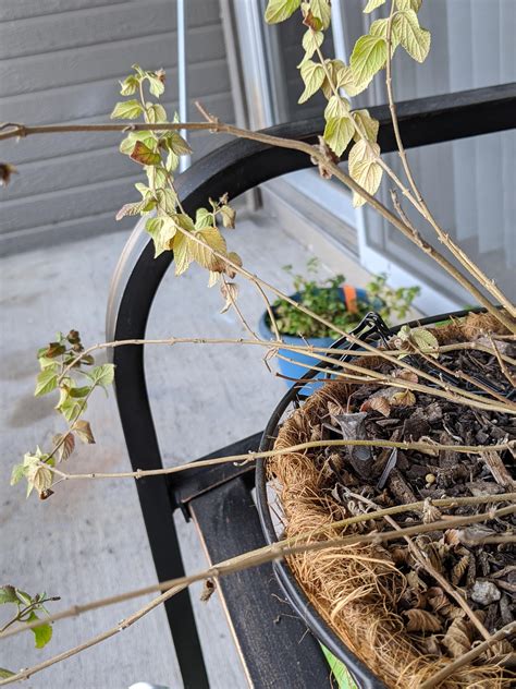 Is The Leaf Footed Bug Killing My Lantana Rgardening