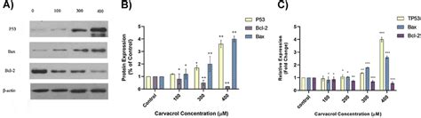 Quantification Of P53 Bcl 2 And Bax Gene Protein Levels In Mcf 7 Cells Download Scientific