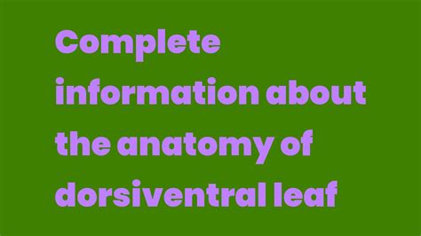 Complete information about the anatomy of dorsiventral leaf - Write A Topic