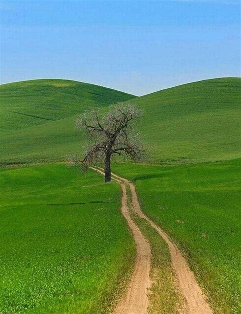 A Lone Tree In The Middle Of A Green Field With A Dirt Road Leading To It