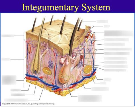 Epidermis Diagram Quizlet