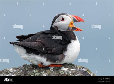 Puffin beak open hi-res stock photography and images - Alamy