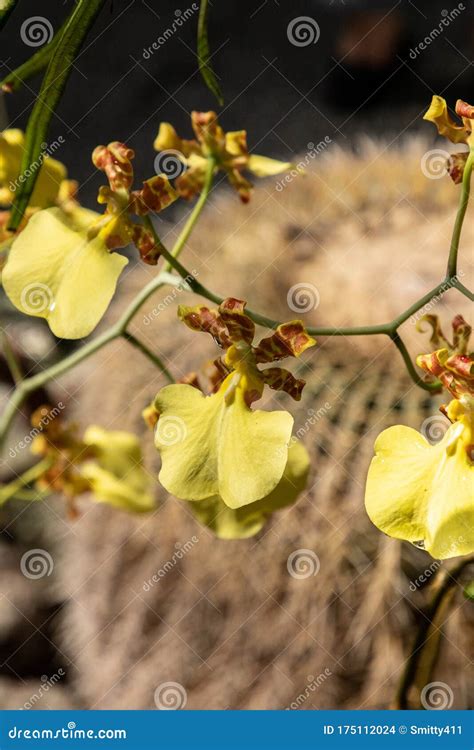 Dancing Lady Orchid Is A Yellow Oncidium Flexuosum Orchid Flower Stock