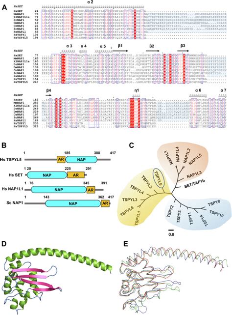 Human Testisspecific Y Encoded Protein Like Protein 5 Is A Histone H3