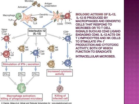 Interleukins And Interferon Gamma