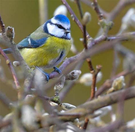 Vogelzählung im Südwesten Nabu bittet um Mithilfe WELT