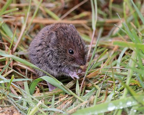 Field Vole Eating Grass At The British Wildlife Centre