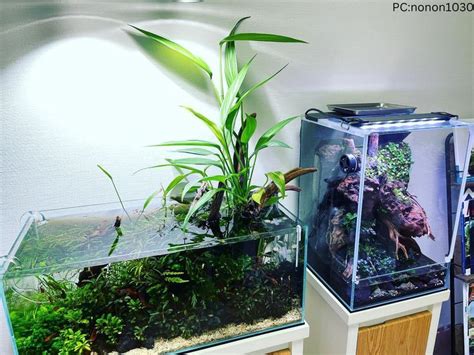 Planted Aquarium Setup | Planted aquarium, Aquarium, Aquarium garden