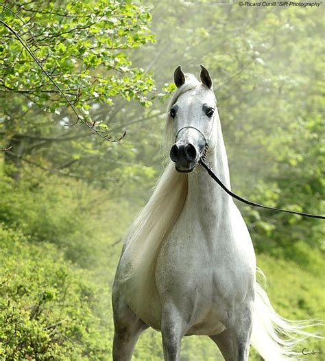 Caballos Árabes Sir Photography Caballo Arabe Caballos Grises