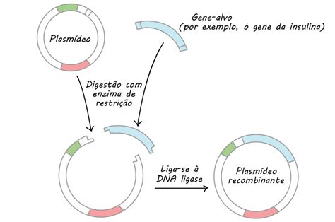 Tecnica Do Dna Recombinante - Tecnica Do Dna Recombinante - FDPLEARN